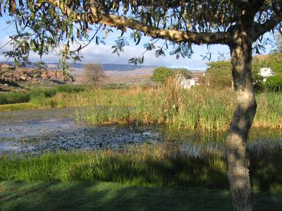 Reeds